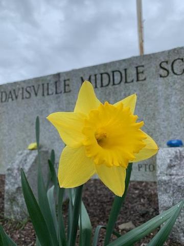 Daffodil